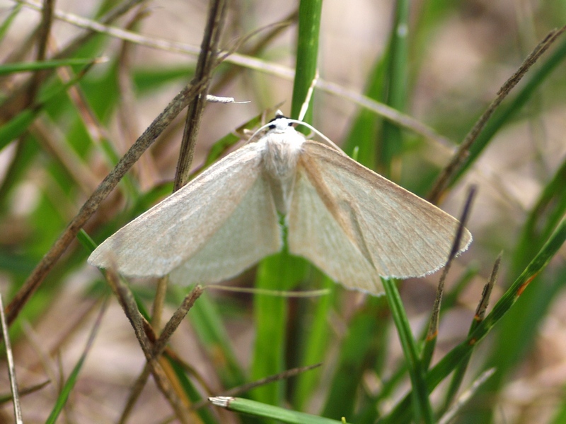 Geometridae